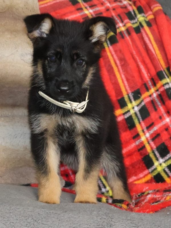 german puppies shepherd