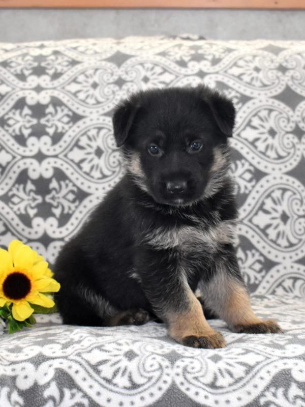german shepherd black