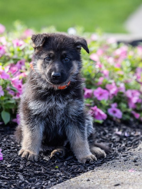 german shepherd breeders near nj