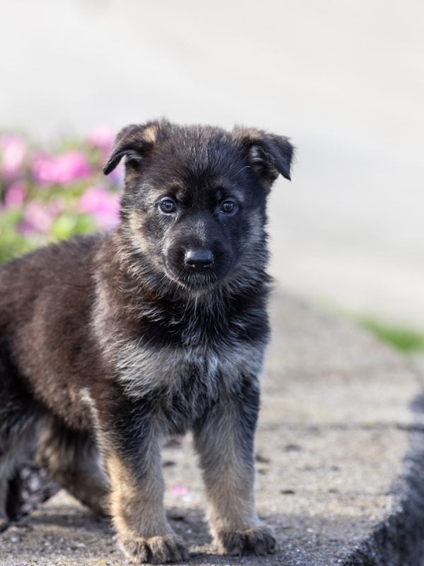 german shepherd for sale near me