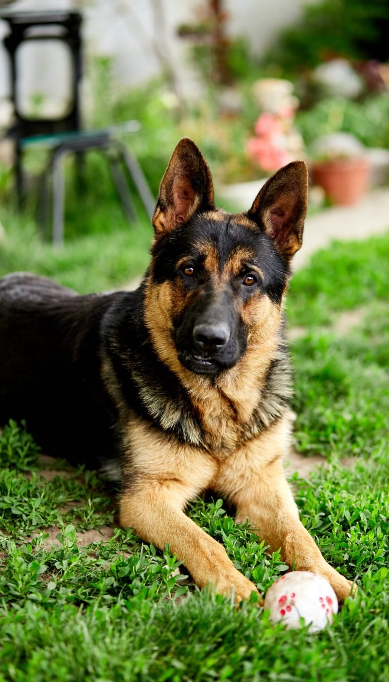 German shepherd lying on the grass in the park. Portrait of a purebred dog. Looking in the camera. German Shepherd on the grass, dog in the park, dogs portrait