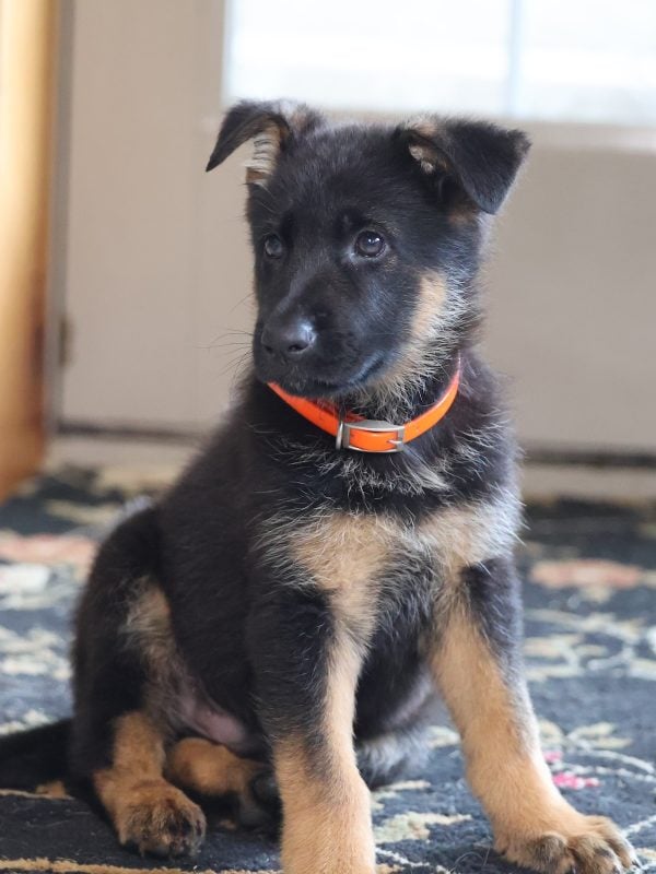 german shepherd puppies for sale