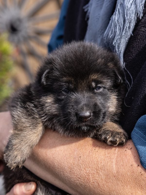 german shepherd puppies for sale