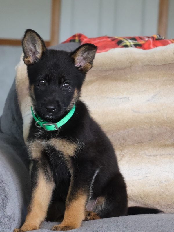 german shepherd puppies near me