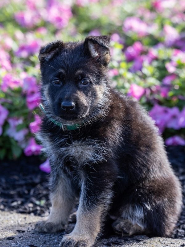 german shepherd puppy for sale