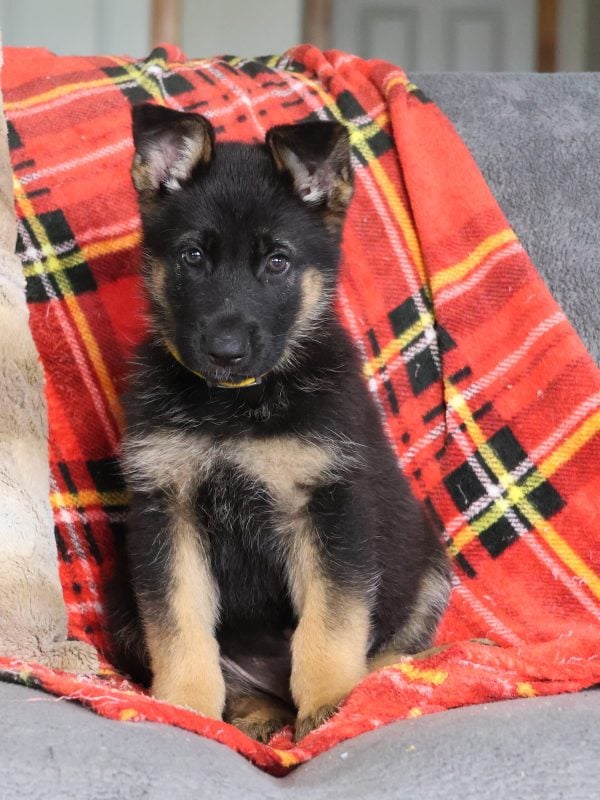 german shepherd puppy german shepherd