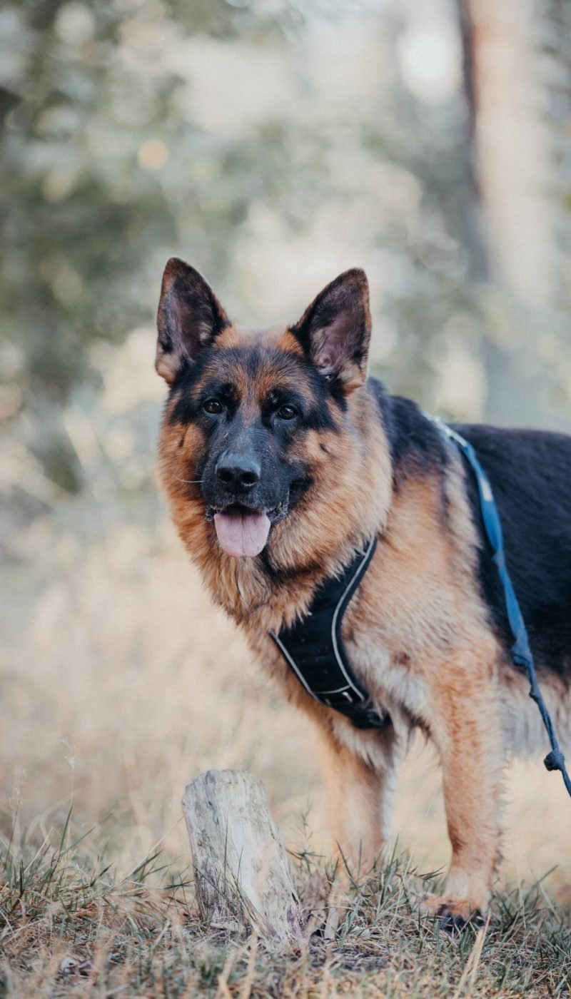 A German Shepherd standing in a grassy field with a blurred background