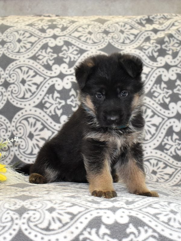 german shepherds for sale