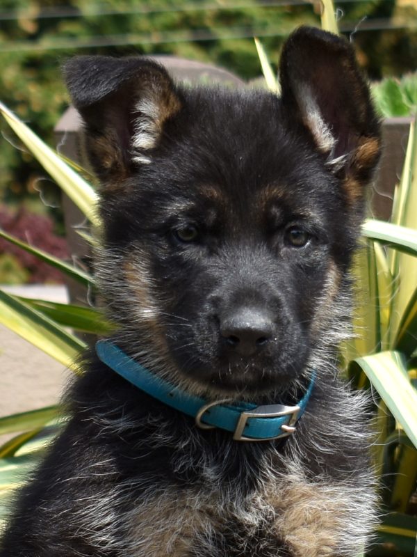 german shepherds for sale lancaster