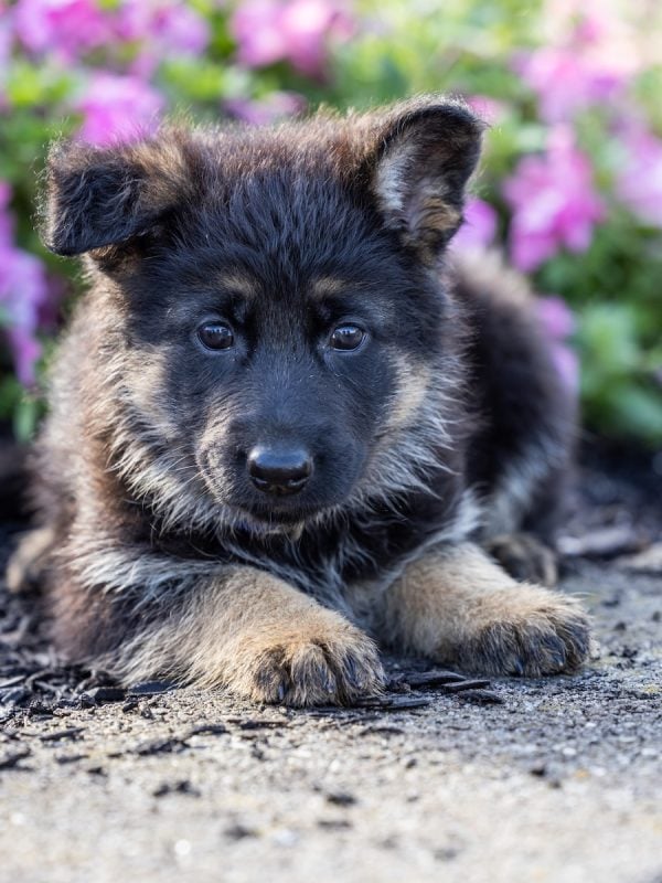 german shepherds for sale pa