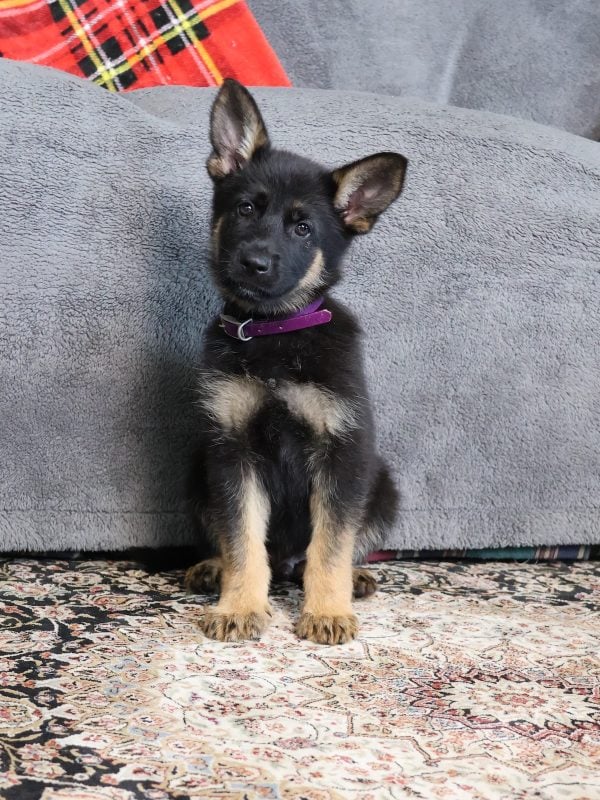 gsd long coat puppies for sale