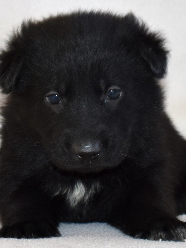 gsd puppy pa
