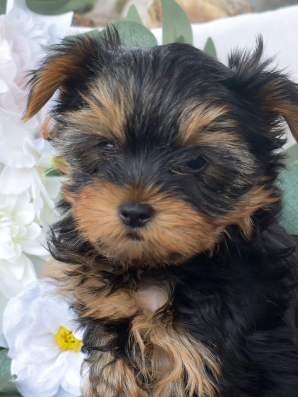 hypoallergenic Yorkie puppies for sale pa