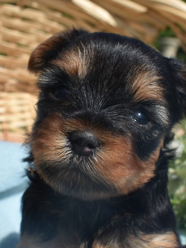hypoallergenic Yorkie puppies for sale