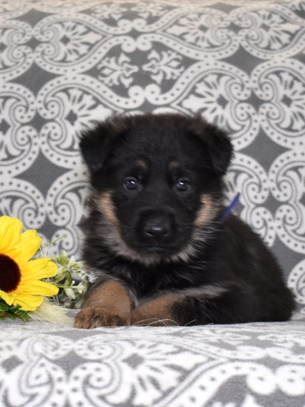 long hair german shepherd