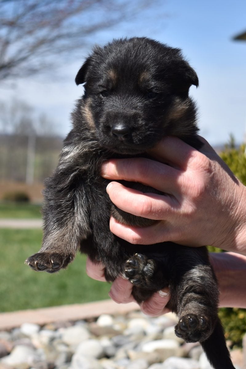 long hair german shepherd for sale