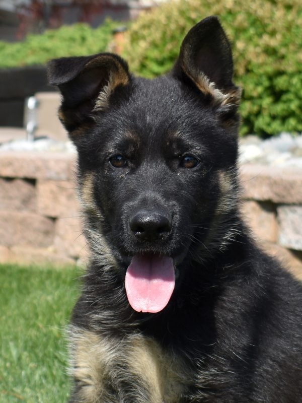 long haired german shepherd puppy