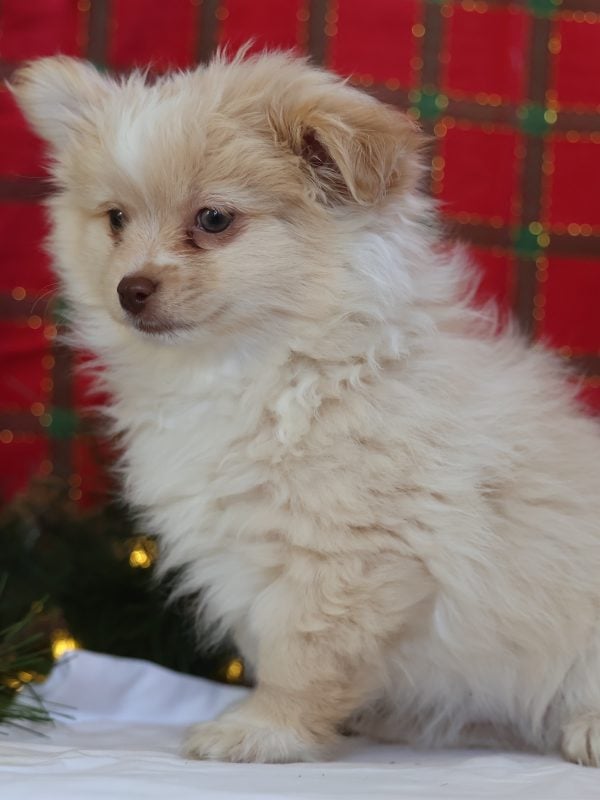 maltese pom mix puppies