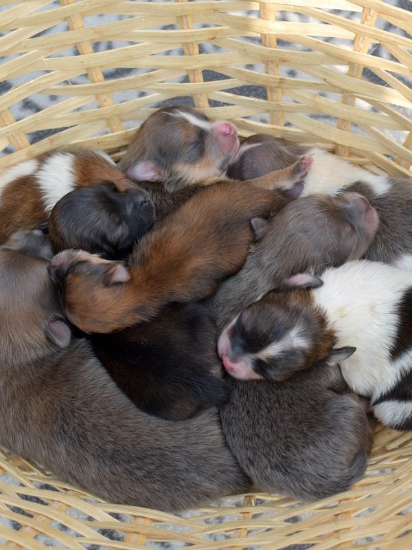 merle pomeranians