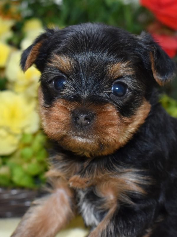 mini yorkie puppy