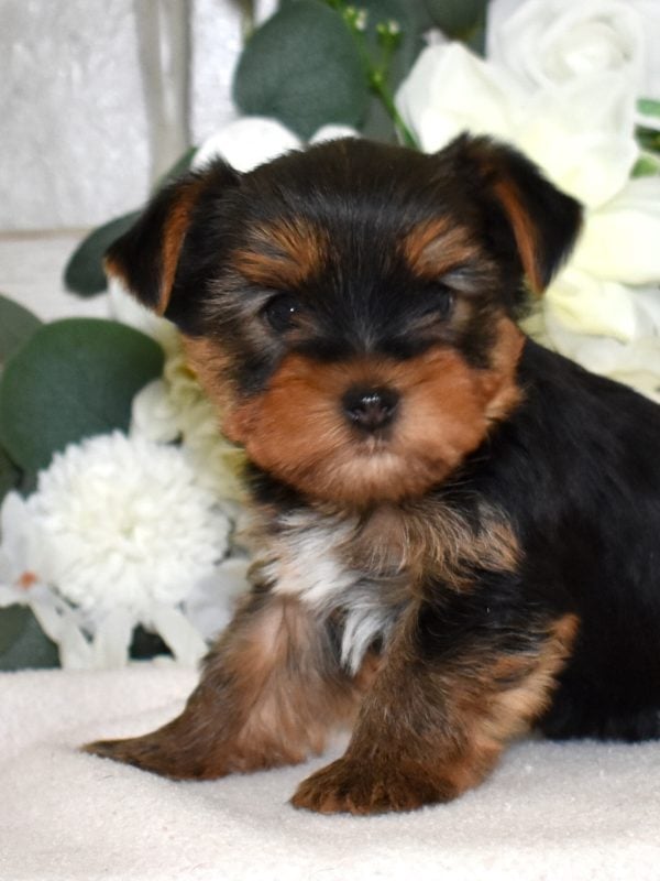 miniature yorkie puppies