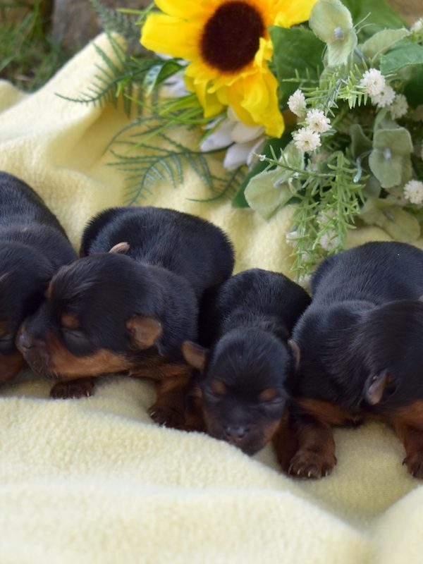 miniature yorkies near me