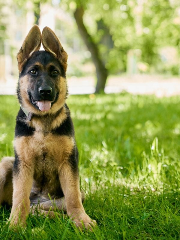 Pedigreed puppy in collar sitting on grass at park puppies for sale