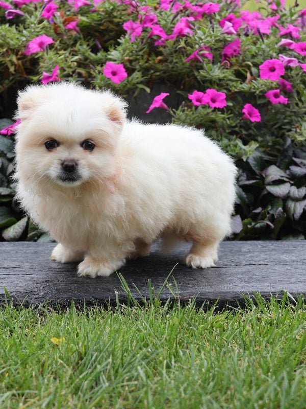 peekapom