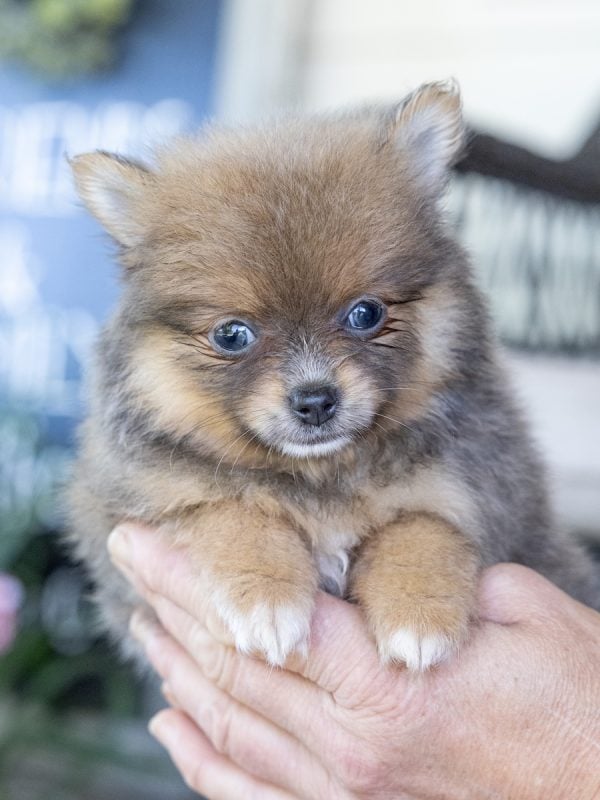 pomeranian dog puppy for sale in pa