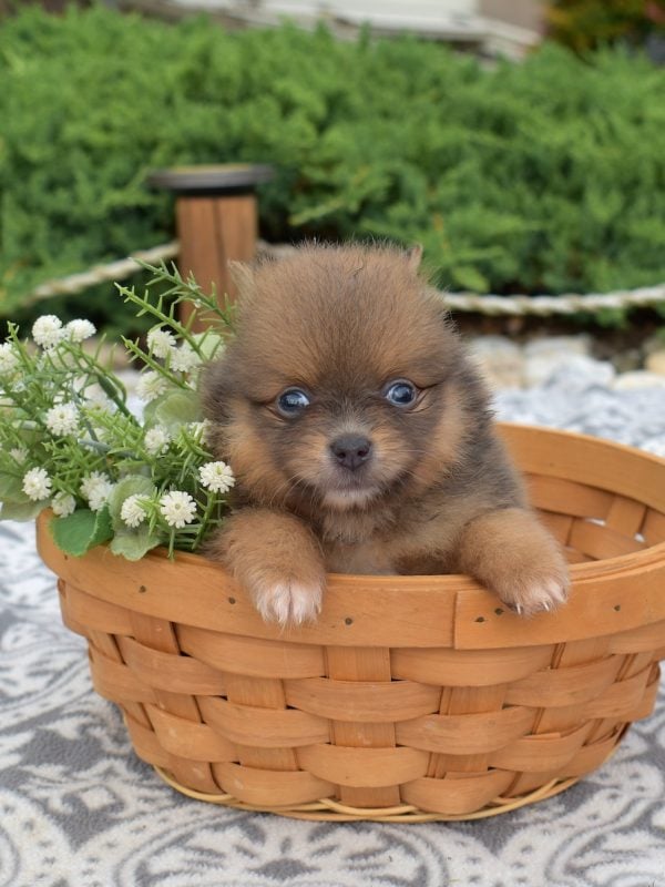 pomeranian dog puppy for sale near dc