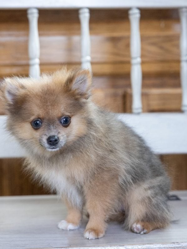 pomeranian dog puppy pa