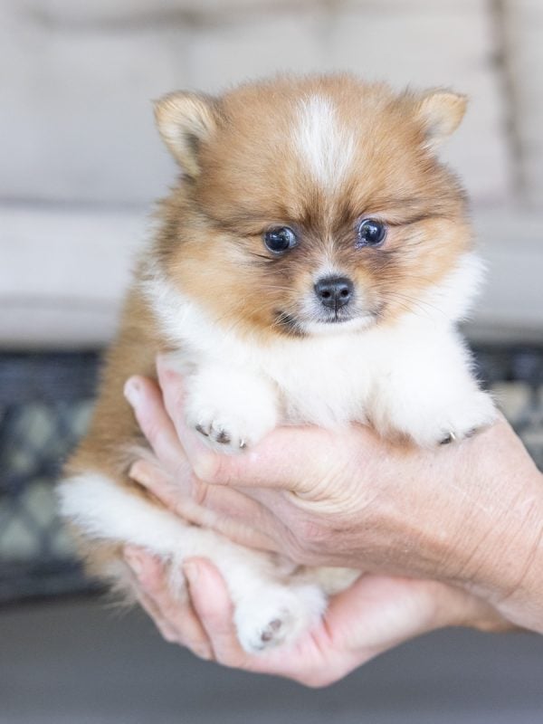 pomeranian for sale at hill top farm puppies