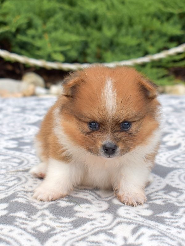 pomeranian for sale near nj