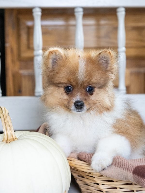 pomeranian for sale pa
