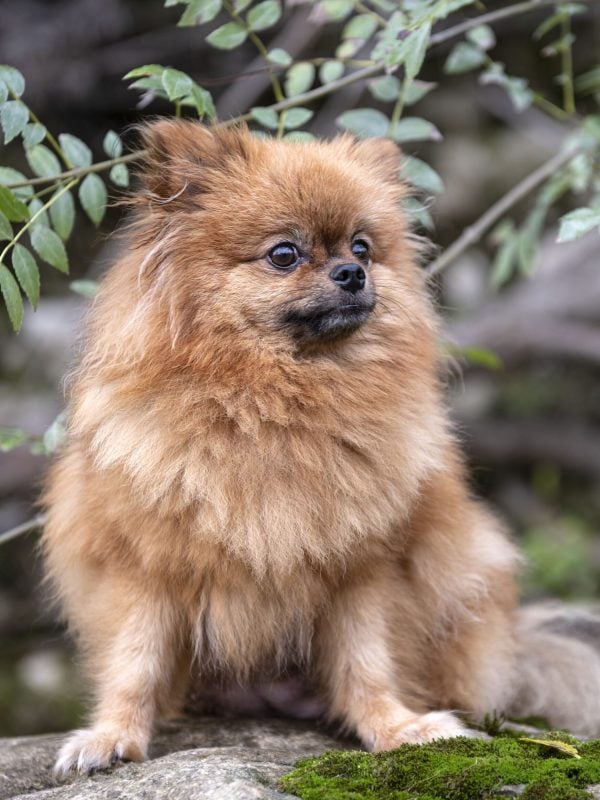 pomeranian in nature puppies for sale