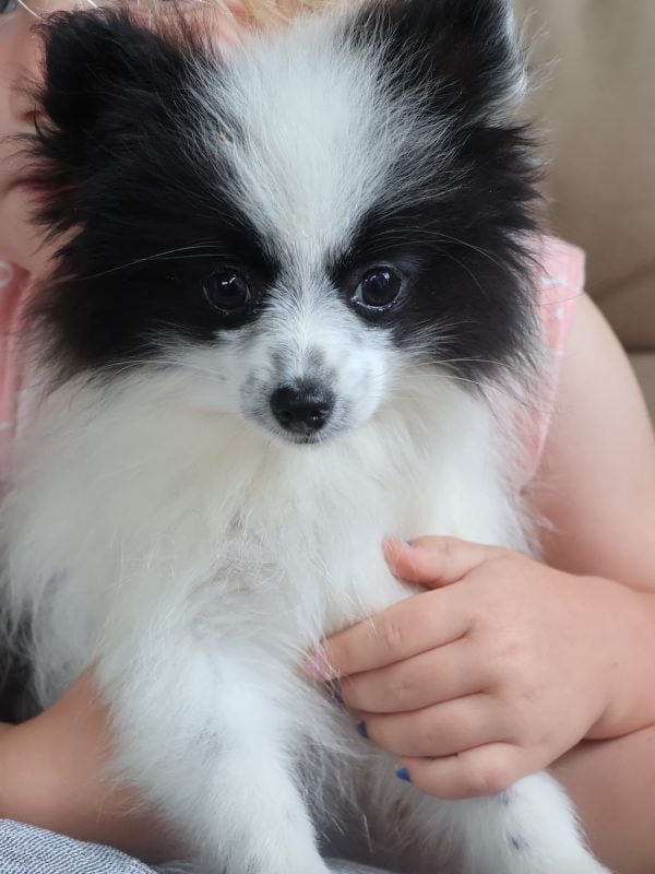 pomeranian puppies