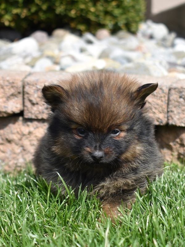 pomeranian puppies for sale honey brook pa