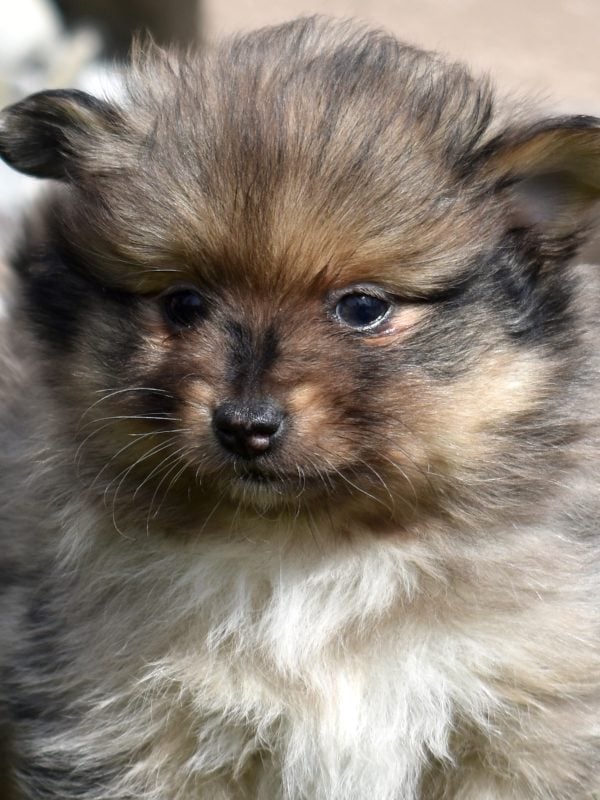 pomeranian puppies for sale near me hill top farm puppies