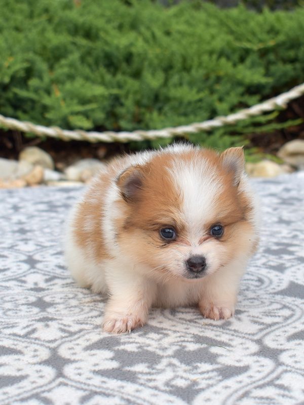 pomeranian puppies near me dc
