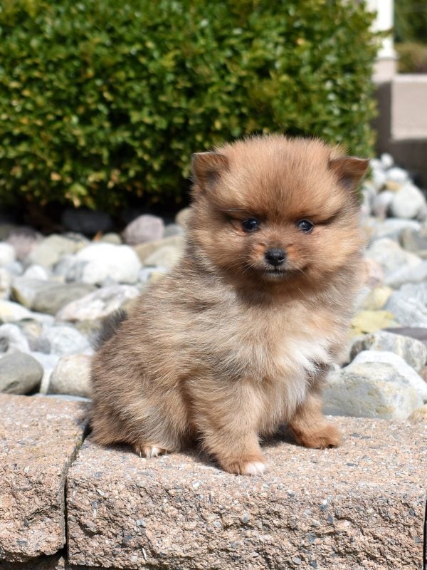 pomeranian puppy breeder