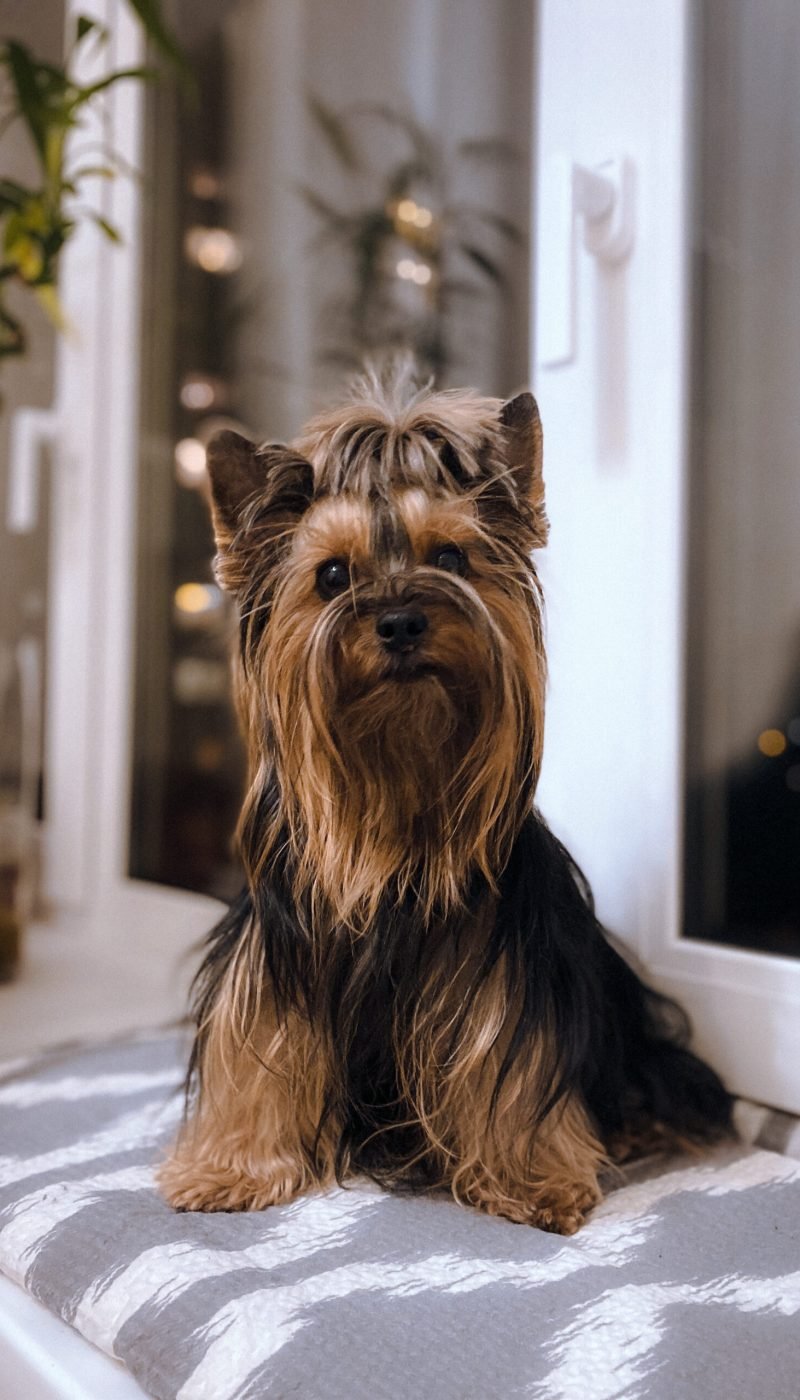 portrait-of-a-dog-sitting-on-the-windowsill-2024-10-18-15-26-03-utc