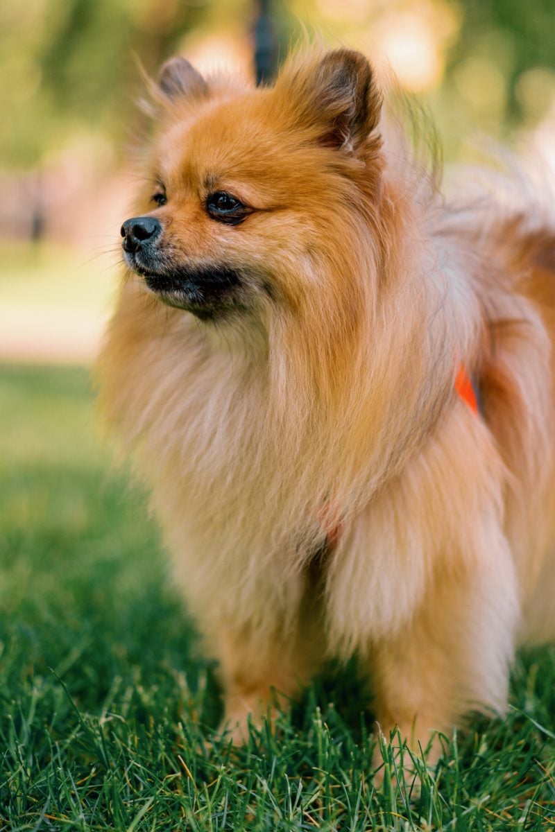 portrait of a small red-haired cute fluffy pomeranian spitz dog walking in the park animals nature close-up