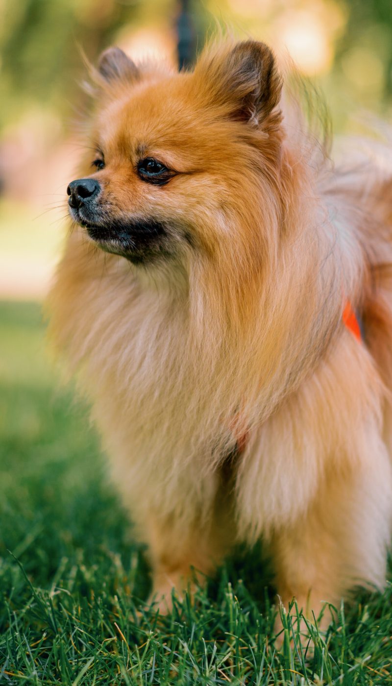 portrait of a small red-haired cute fluffy pomeranian spitz dog walking in the park animals nature close-up