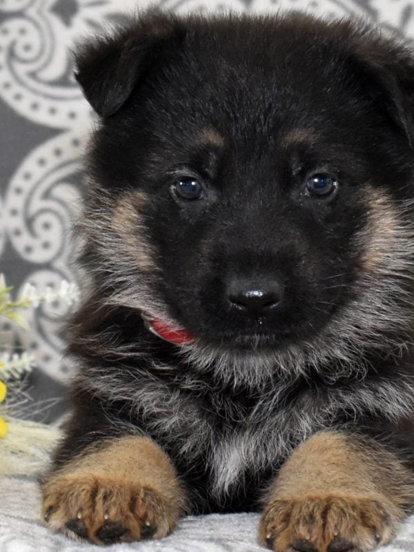 puppy german shepherd