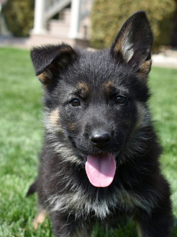 puppy german shepherd