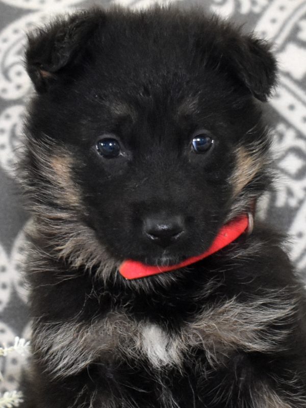 purebred german shepherd