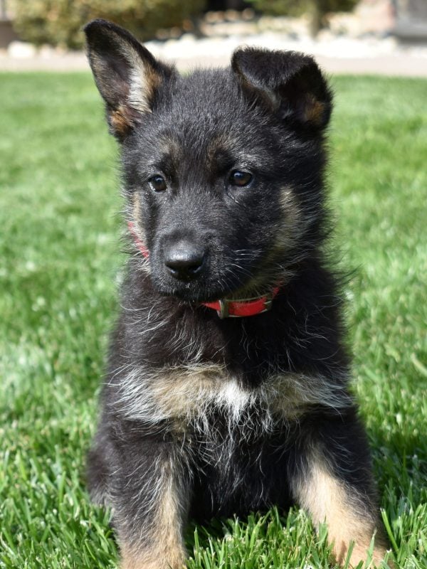 purebred german shepherd