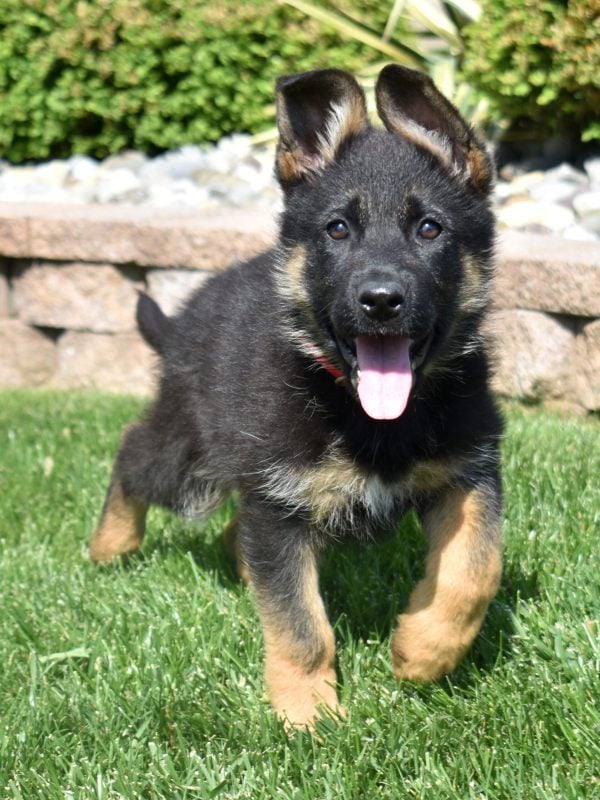 purebred german shepherd