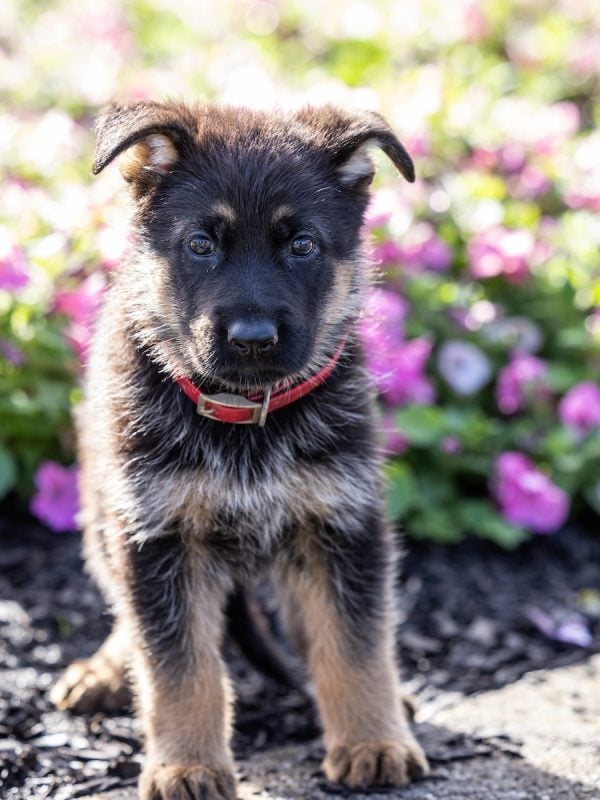 shepherd dog german for sale pa