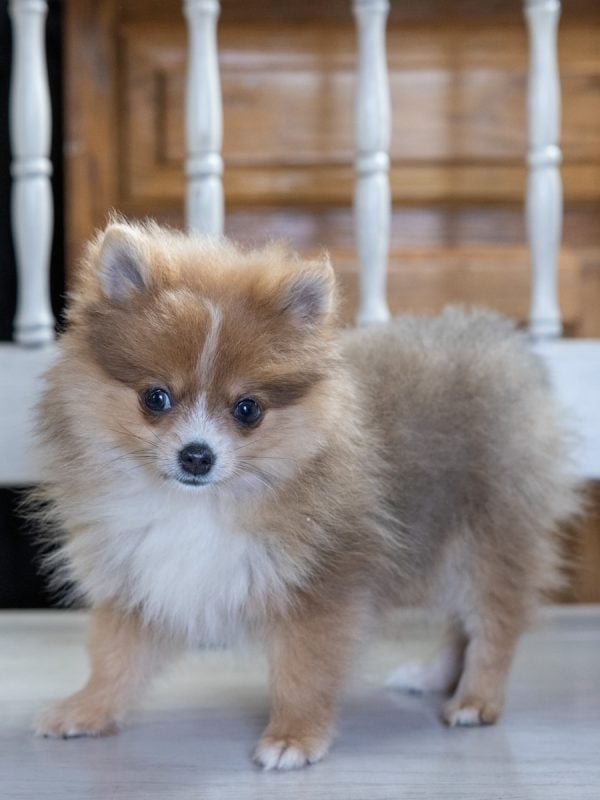 teacup pom puppies